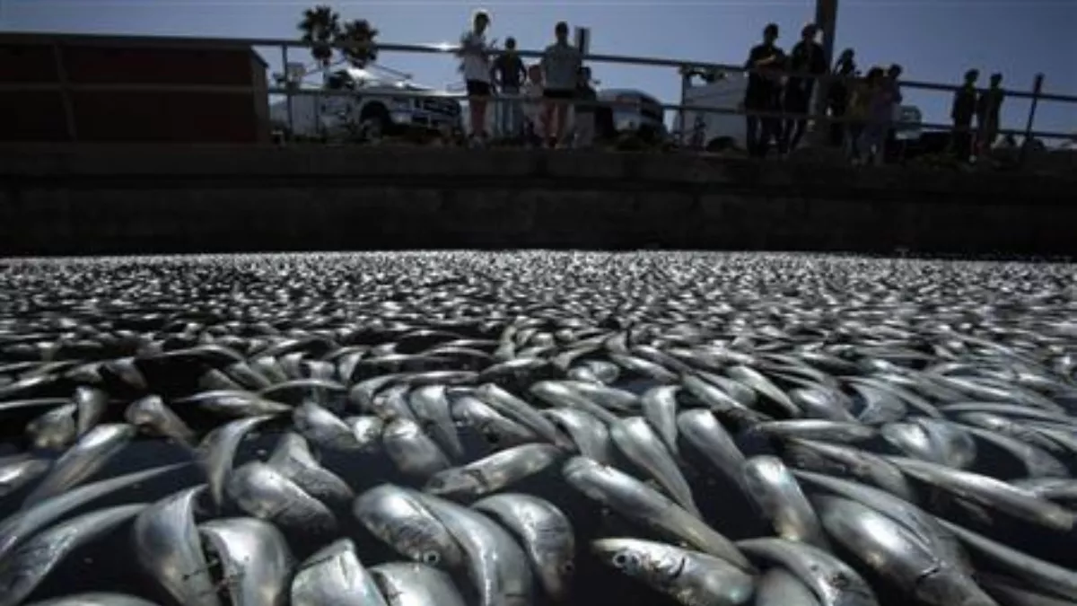 Dead Fish Wash Ashore in Japan: जापान में हुआ कुछ ऐसा, समुद्र तट पर मिली सैकड़ो टन मरी मछलियां