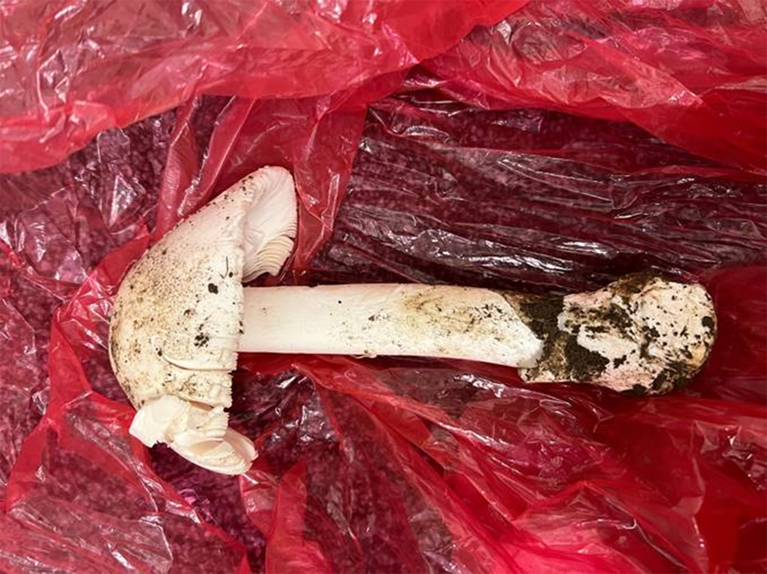 Mushroom Poisoning: मशरूम खाना पर सकता है भारी, अमेरिकी डॉक्टरों ने दी ये चेतावनी