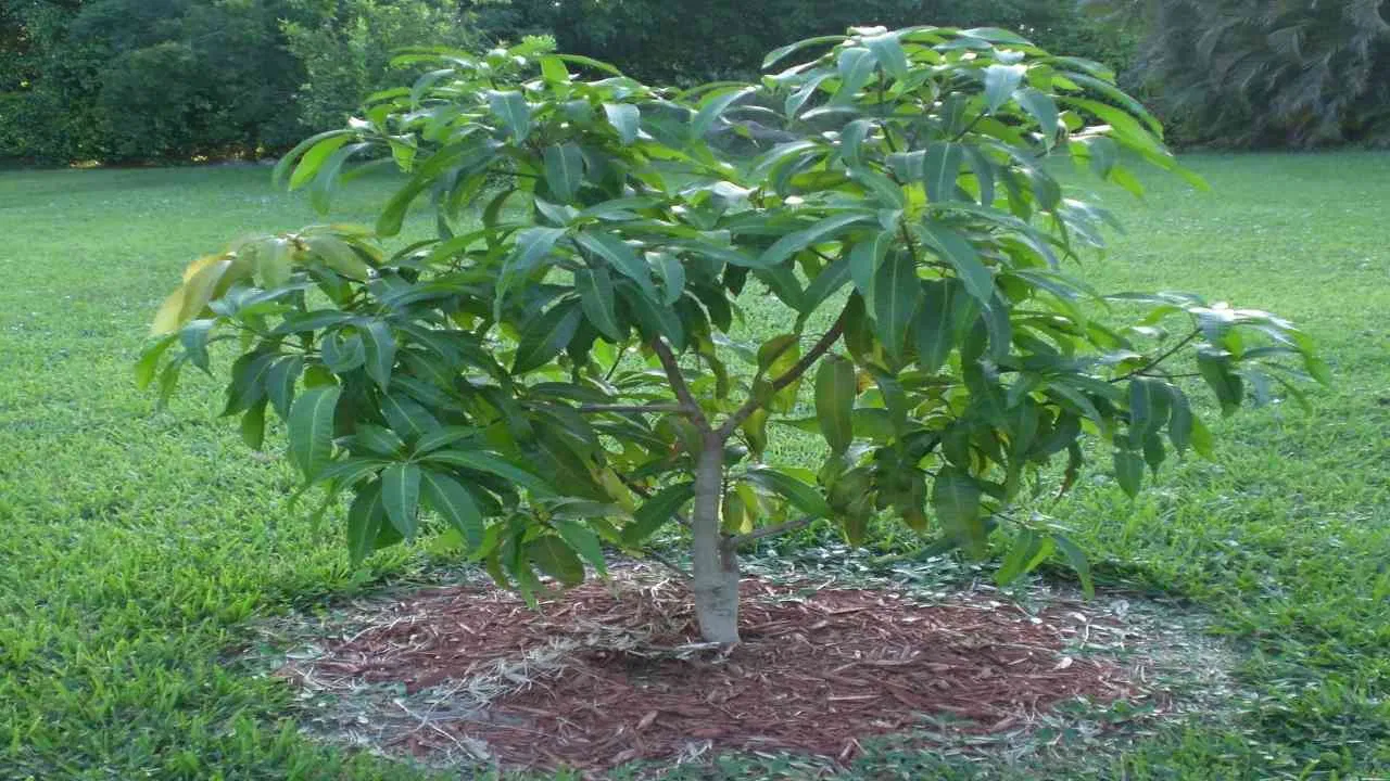 Fruit Tree: घर की नकारात्मकता को दूर करता है फलदार वृक्ष, जानें इसे लगाना कितना शुभ