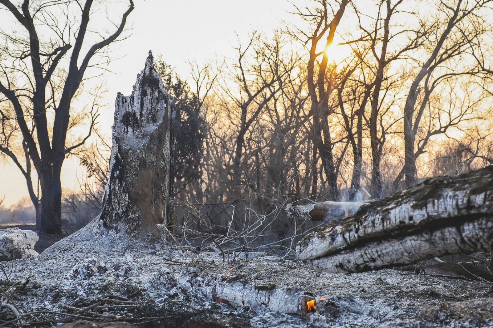 Texas Wildfire: टेक्सास के जंगलों में लगी भीषण आग, कई काम हुए ठप