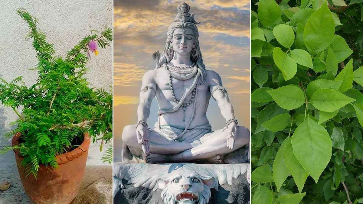 Mahashivratri 2024: भगवान शिव को प्रिय हैं ये सारी वृक्ष, इनसे सेहत को मिलते हैं गजब के फायदे