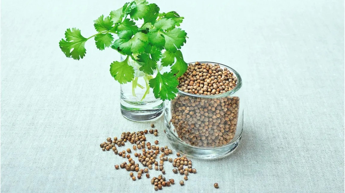 Coriander Health Benefits: स्वाद के साथ सेहत के लिए भी उपयोगी है हरा धनिया, इस तरह करें इस्तेमाल