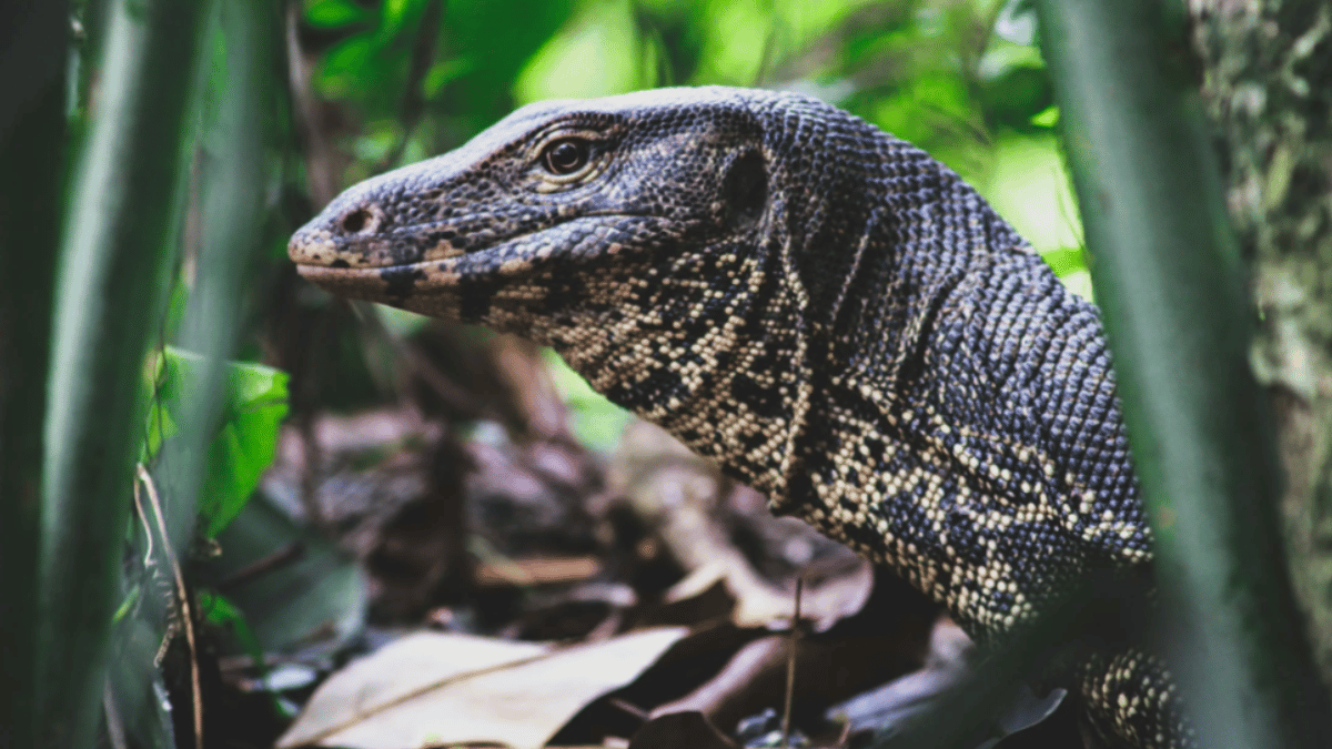 Monitor Lizard: इमारत में मॉनिटर छिपकली के मिलने से मचा हड़कंप, देखें वीडियो-Indianews