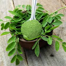 Benefits Of Moringa