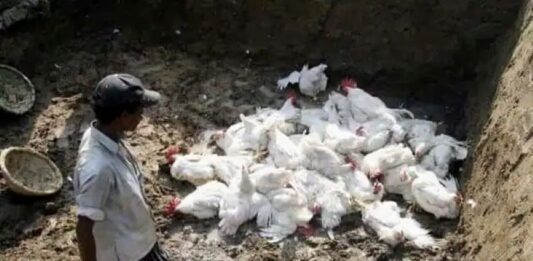 Bird Flu in India: