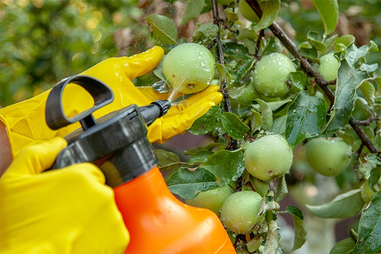 Fruits Containing Harmful Chemicals