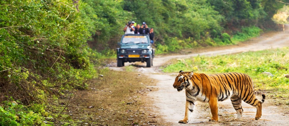 जंगल सफारी के दौरान भड़का बाघ, जिम कॉर्बेट नेशनल पार्क का ये वीडियो देख रह जाएंगे हैरान-IndiaNews