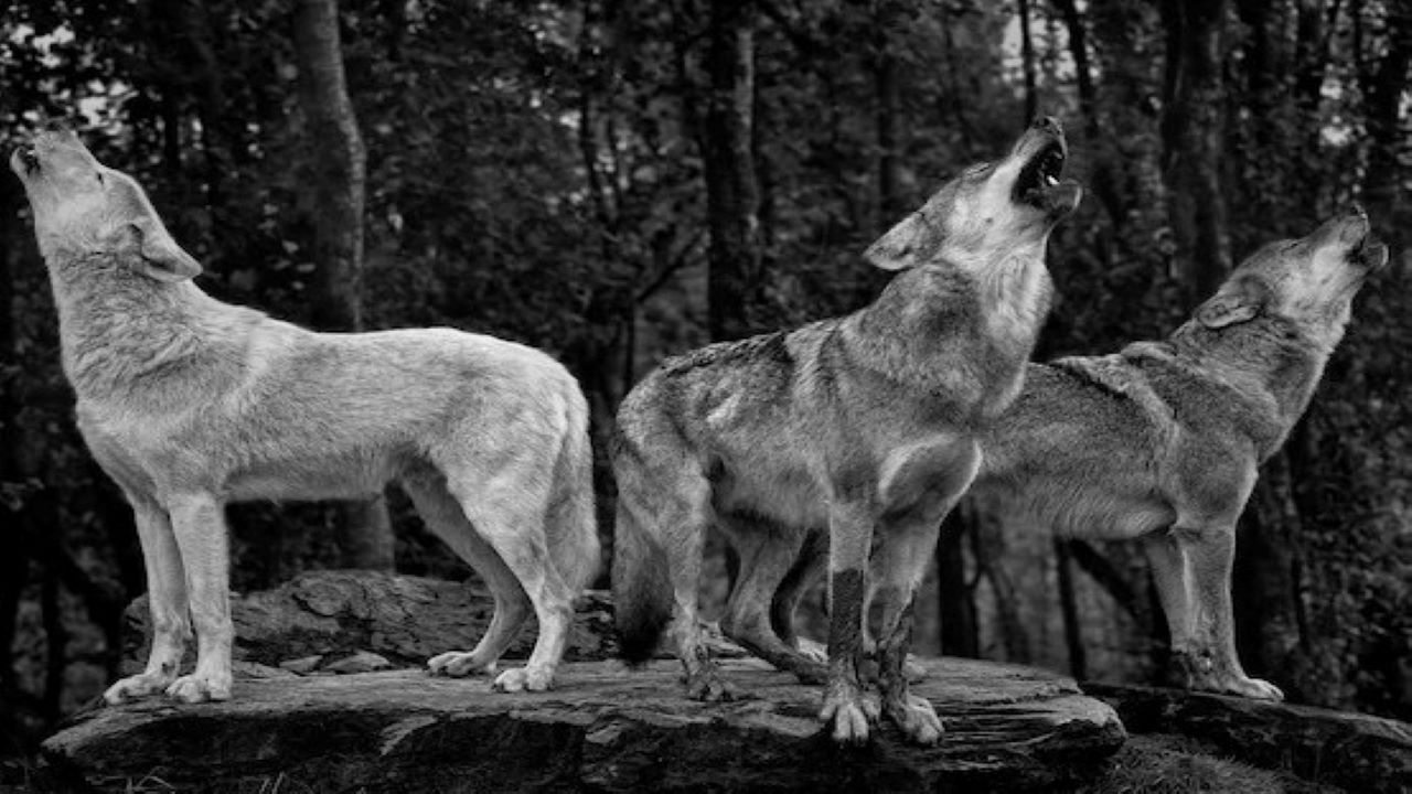 Wolf Attack: 3 भेड़ियों ने महिला पर किया बेरहम हमला, पेरिस के बाहर चिड़ियाघर का मामला -IndiaNews