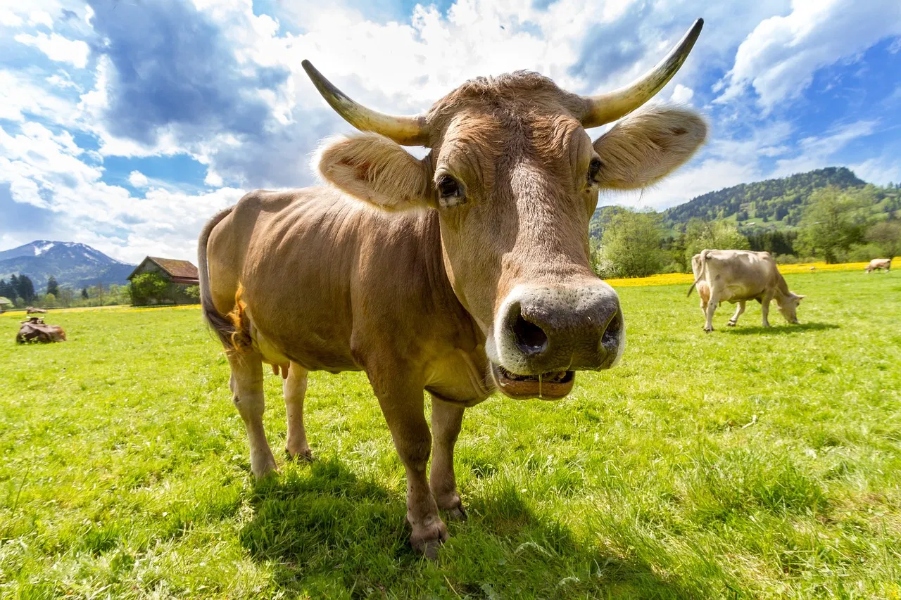 Cows Burp: एक ऐसा देश जहां गायों की डकार और भेड़ों के मूत्र पर लगा है टैक्स, जानें ये खास वजह-Indianews