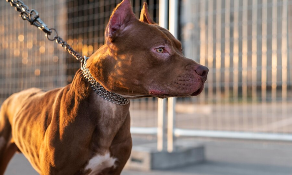 Ireland Bans XL Bully Dogs: आयरलैंड ने इस नस्ल की कुत्तों पर लगाया बैन, जानें क्यों