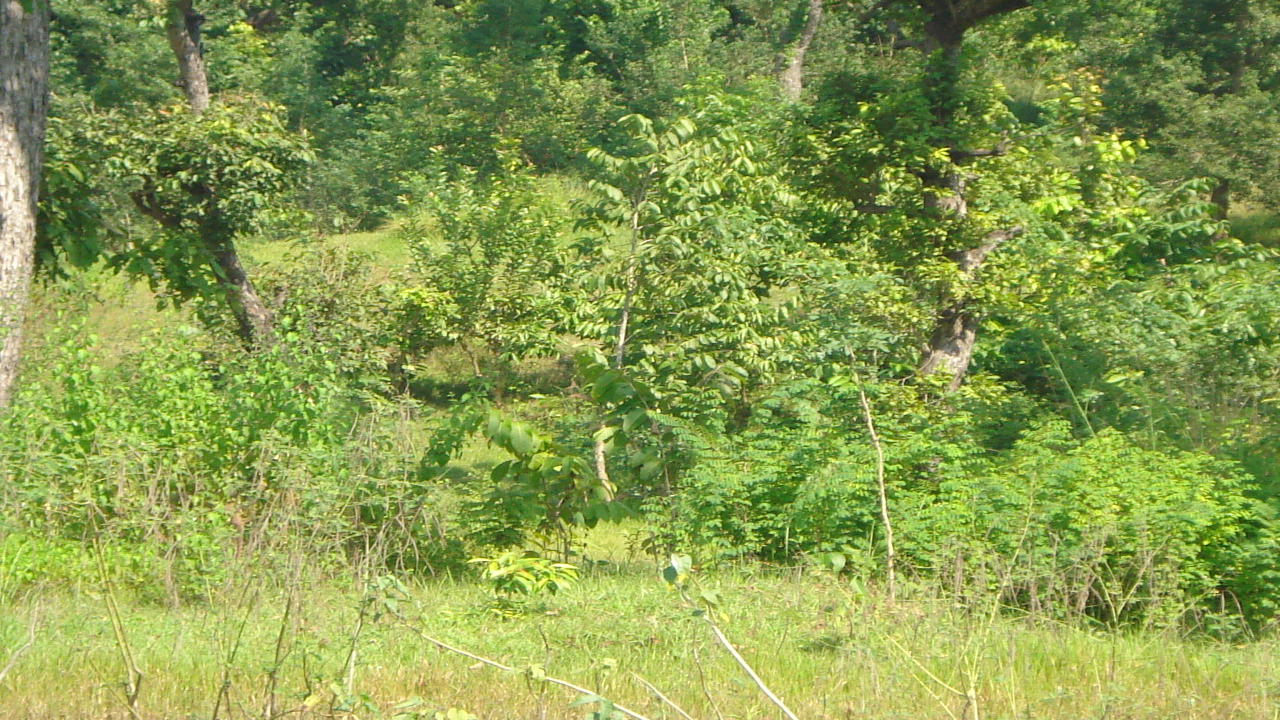 Afforestation land bank: वन विभाग का वनीकरण पर बड़ा कदम, 1,300 एकड़ भूमि पर करेगी कब्जा!