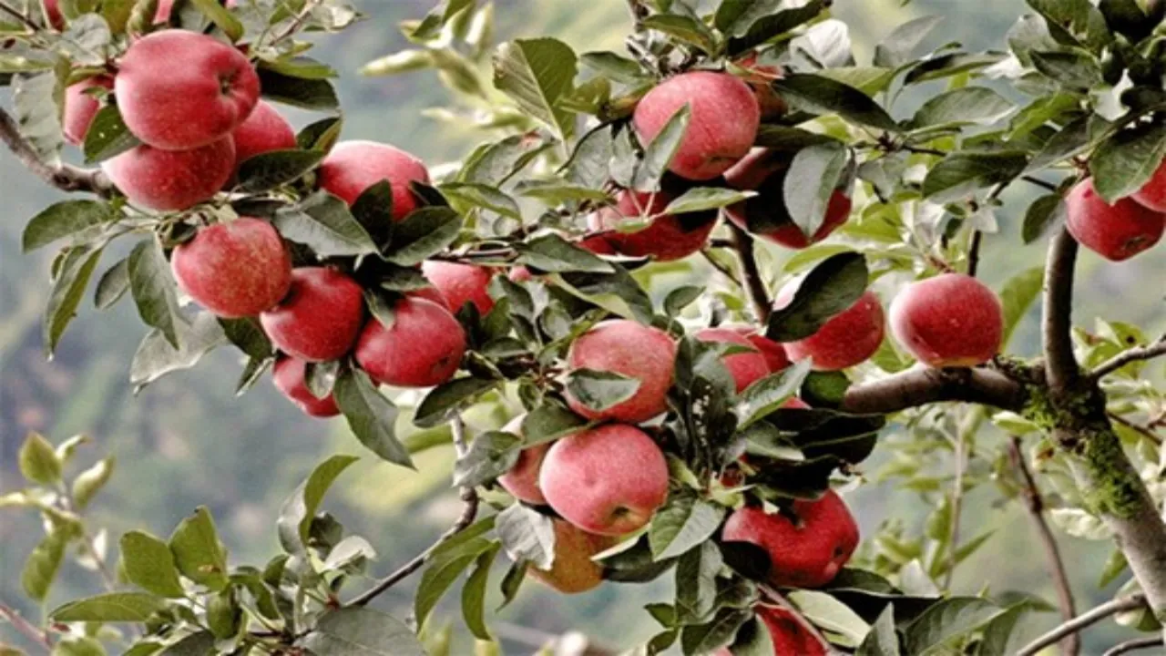 Apple season in Himachal: अडाणी ने बीते साल के मुकाबले 15 रुपये किलो गिराए सेब खरीद के दाम, बागवानों में नाराजगी