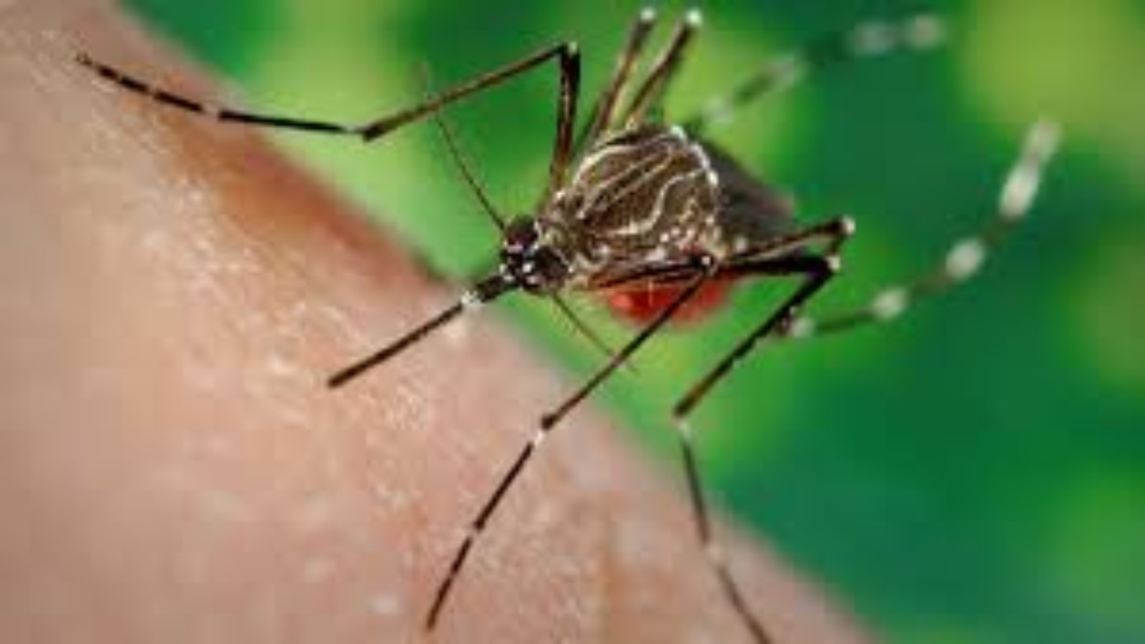 MP Dengue: मध्य प्रदेश में बढ़ा डेंगू का खतरा! हाईकोर्ट ने दिया ये आदेश