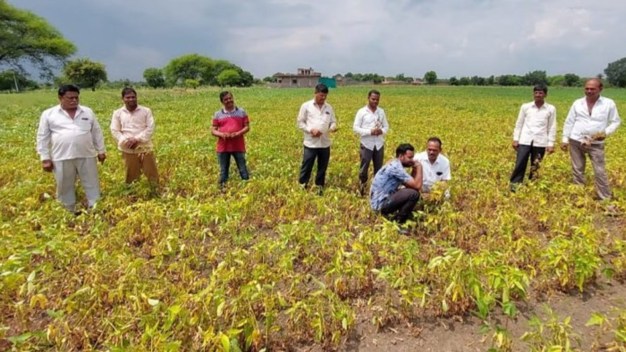 MP Soybean Crop: लौटते मानसून की बारिश से बर्बादी के कगार पर MP में सोयाबीन और धान की फसलें