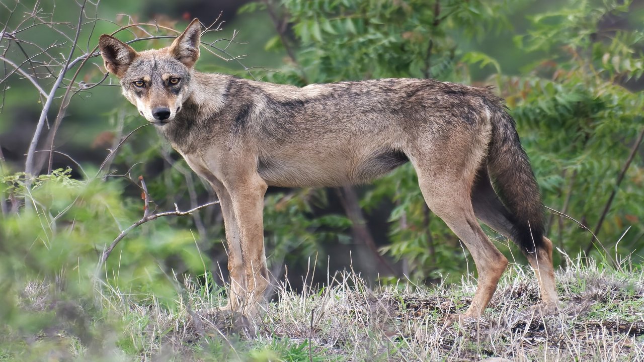 Wolf Attack: भेड़िये का आतंक बरकरार! महिला संग नवजात पर आदमखोर ने किया हमला