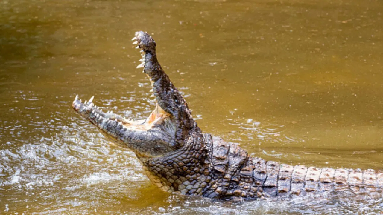 Crocodile Eat Turtle Viral Video: मगरमच्छ के जबड़े में फंसी नन्ही सी जान, वीडियो देख होश उड़ जाएंगे होश