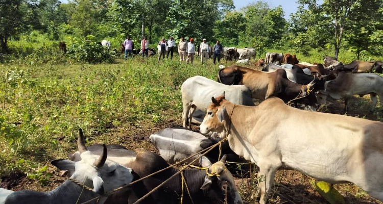 Katni News: फॉरेस्ट ऑफिसर ने बचाई 59 गोवंश की जान, आरोपी गिरफ्तार