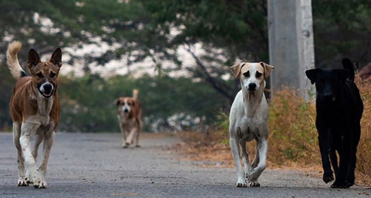 Ujjain Stray Dog: कुत्ते से डरकर भागी 7 साल की बच्ची की मौत, परिजनों का हगामा