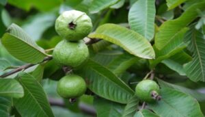 Guava Leaves