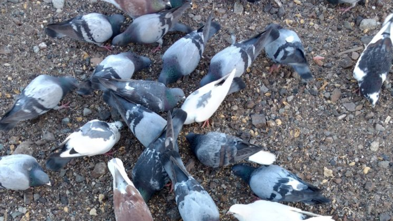 Jaipur Pigeon Problems: कबूतरों से फैल रही है फेफड़ों की बीमारी, जयपुर में बढ़ता खतरा!