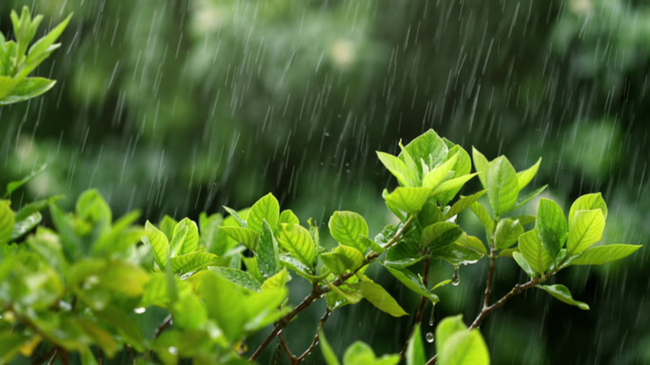 Bihar Weather: मानसून पड़ा कमजोर! भारी बारिश अब कहेगी अलविदा, जानें IMD का अपडेट