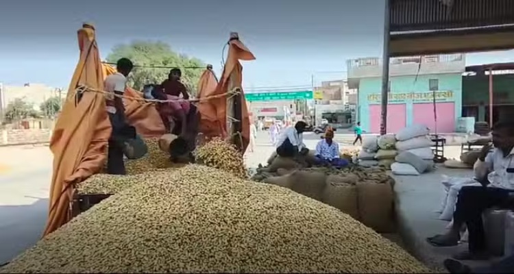 किसानों की चिंता बढ़ी, मंडी में मूंगफली बम्पर आवक के बावजूद नहीं मिल रहा है उचित भाव