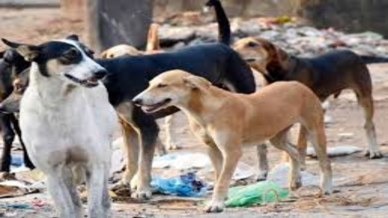 Stray Dogs: बिलासपुर में आंवारा कुत्तों का आतंक, लॉ छात्रा पर किया हमला