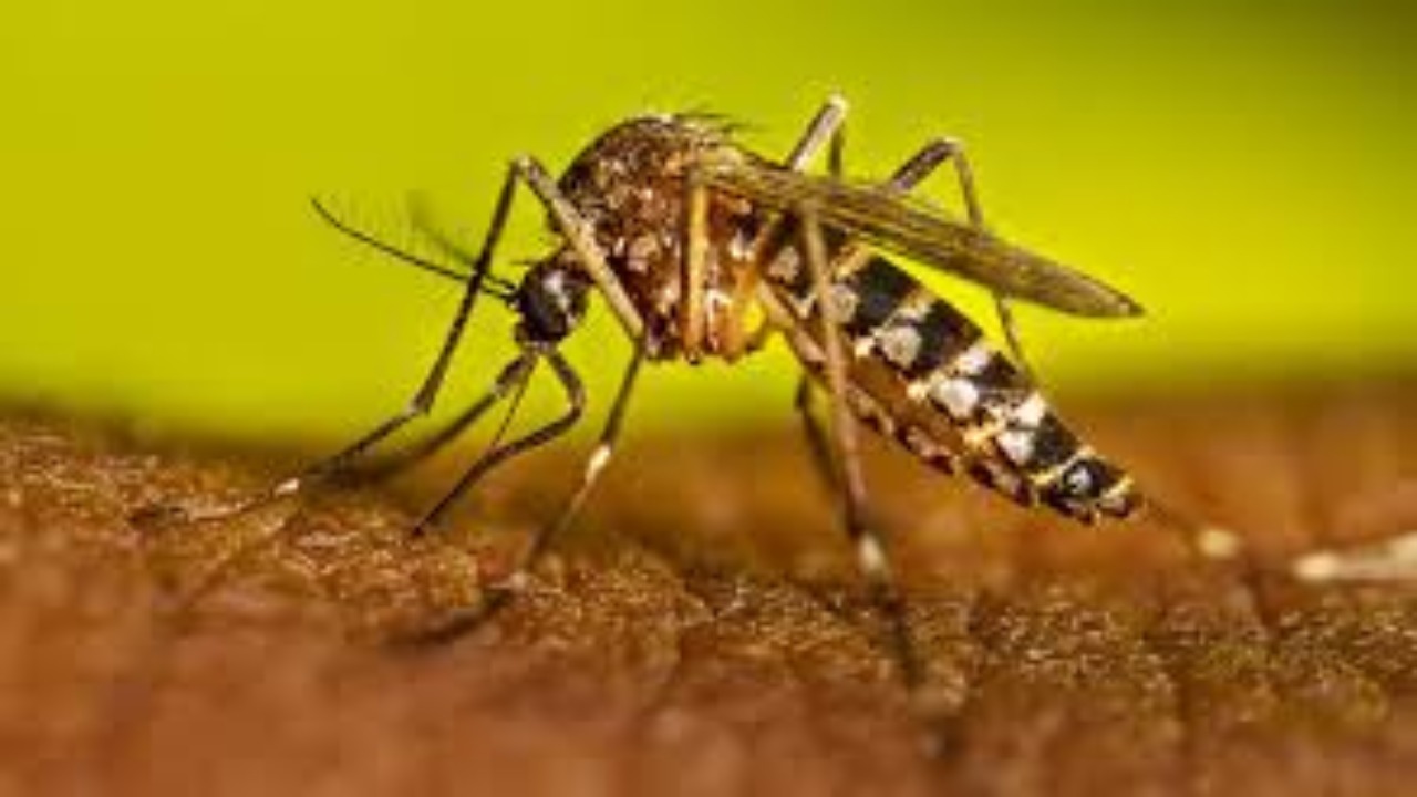 Dengue In MP: मध्य प्रदेश में डेंगू का बढ़ा प्रकोप, आंकड़े जान हो जाएंगे हैरान