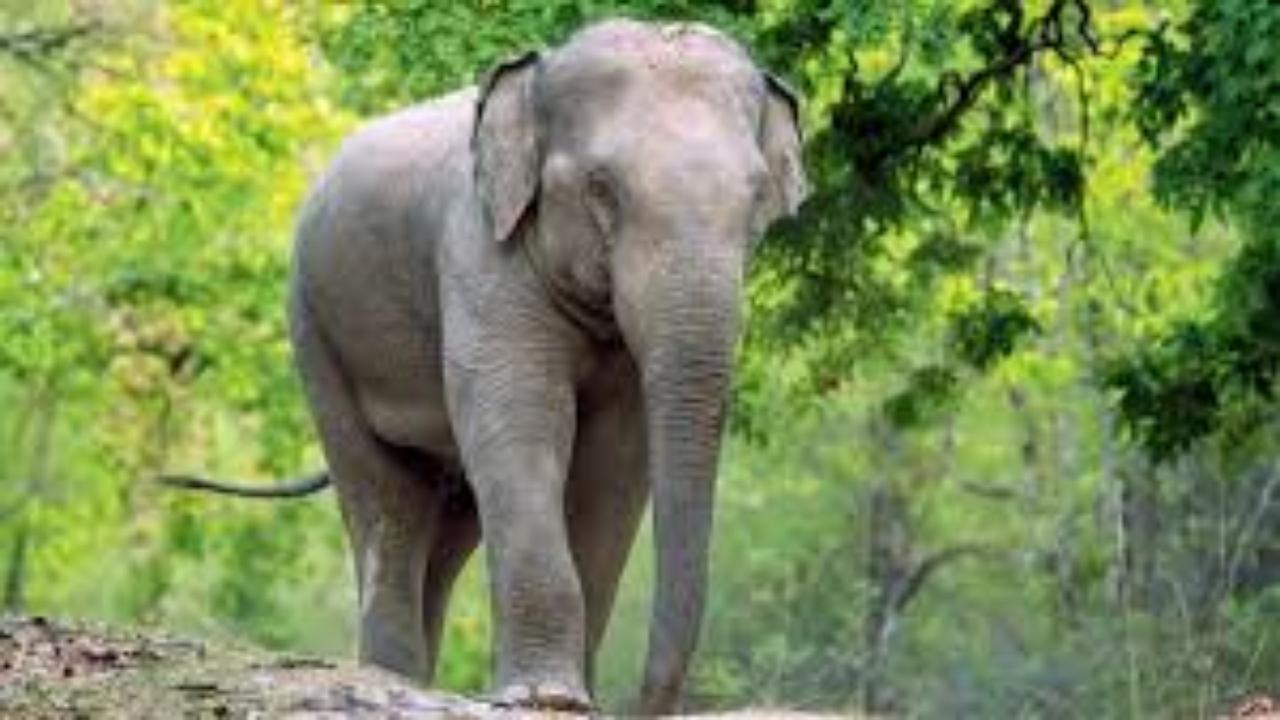 Death of Elephants: बांधवगढ़ में 10 हाथियों की मौत की रिपोर्ट आई सामने, जानिए किन कारणों से हुआ हादसा