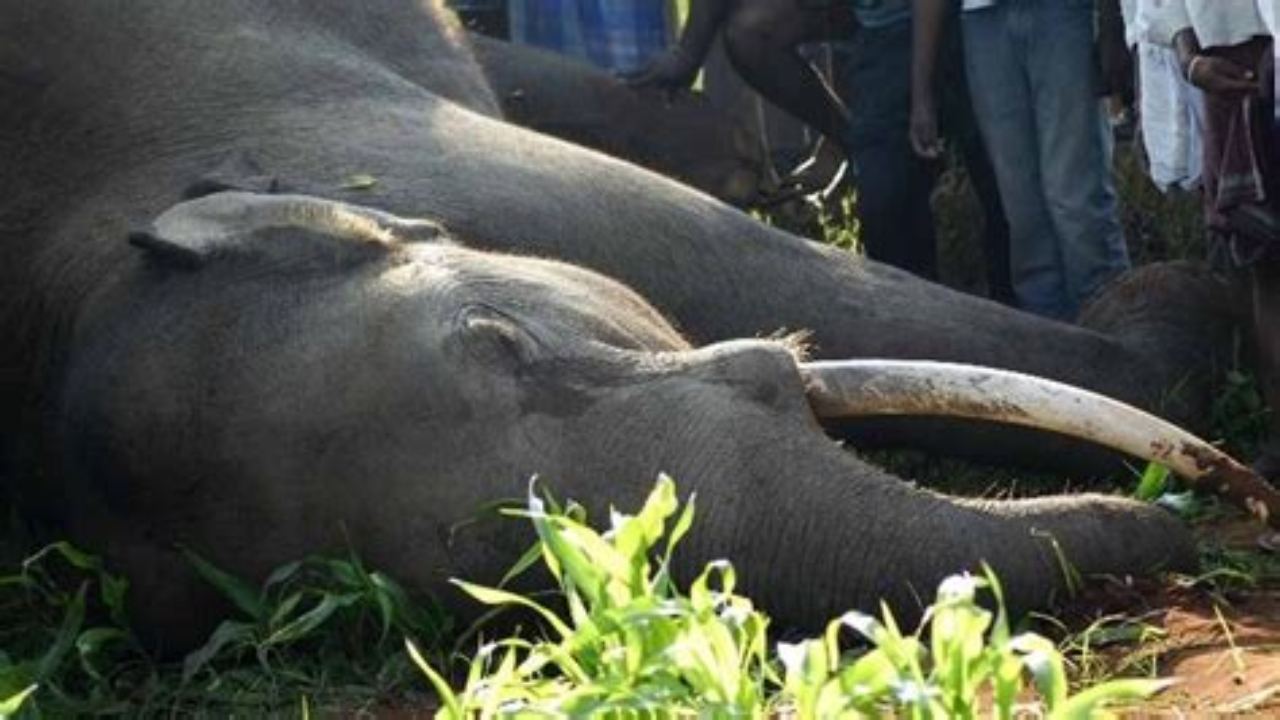 Death of Elephants: संदिग्ध जहर से 10 हाथियों की मौत के मामले में हुआ खुलासा, फोरेंसिक में भेजी गई रिपोर्ट