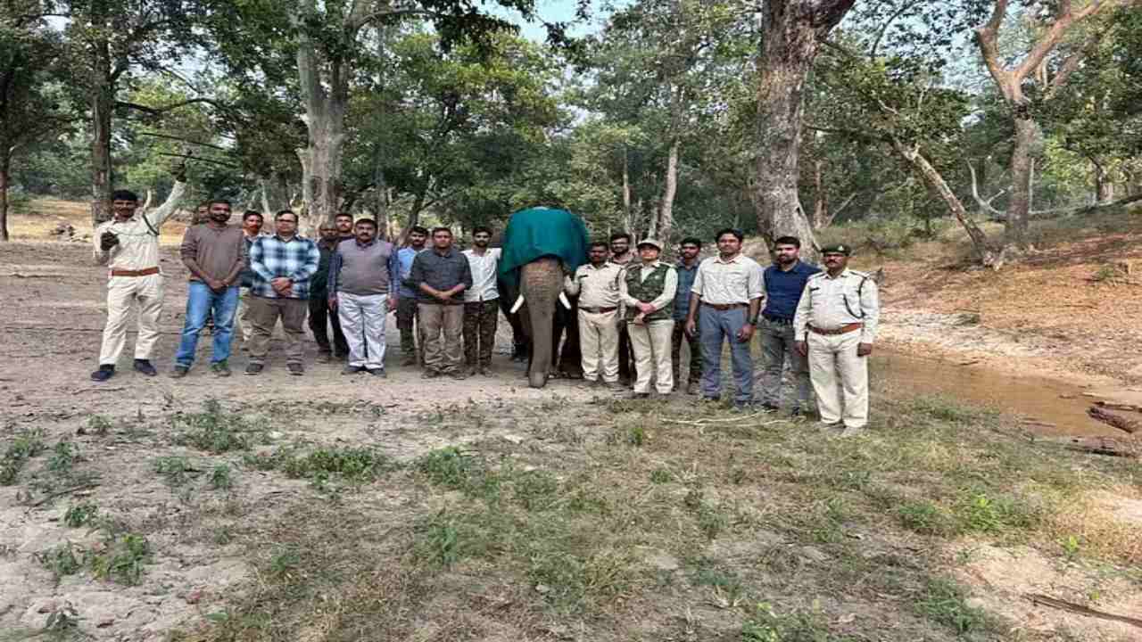 बांधवगढ़ टाइगर रिजर्व को मिली एक बड़ी सफलता, जंगली हाथियों की सुरक्षा के लिए सैटेलाइट कॉलरिंग सफल