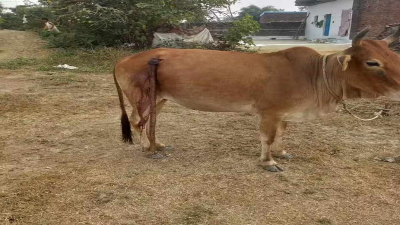 अज्ञात व्यक्ति ने गाय के साथ किया ऐसा काम, गांव वालो का खौला खून