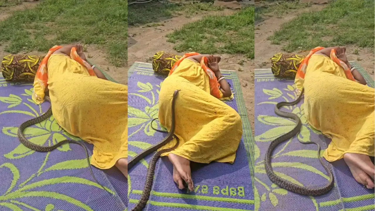 Snake Viral Video: खुले मैदान में चटाई पर लेटी थी महिला तभी हुआ कुछ ऐसा , नागराज ने कर दिया ये काम, वायरल वीडियो देख कांप जाएगी रूह!