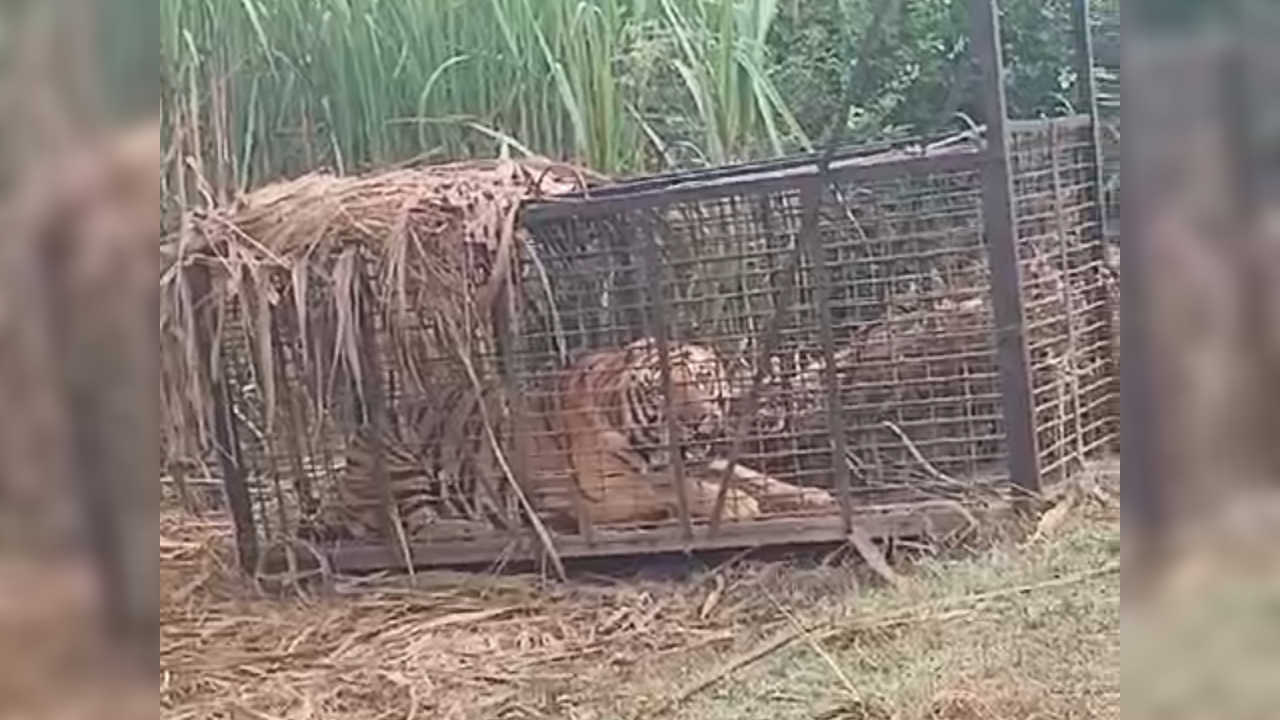 आख़िरकार पकड़ा गया खूंखार बाघ, अब तक ले चुका था 7 लोगों की जान; लखीमपुर खीरी का मामला