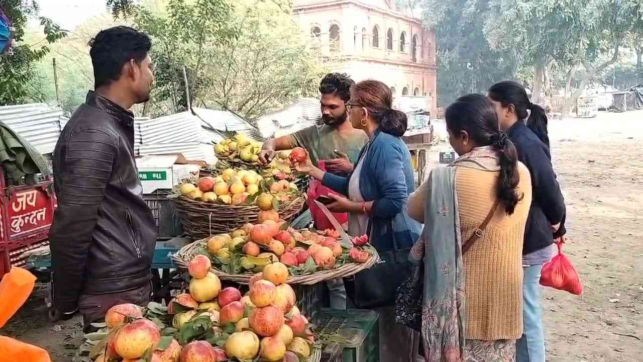 महाकुंभ से पहले मशहूर इलाहाबादी अमरूद से गुलज़ार हुई संगम नगरी, श्रद्धालुओं को मिलेगी रसगुल्ले जैसी मिठास