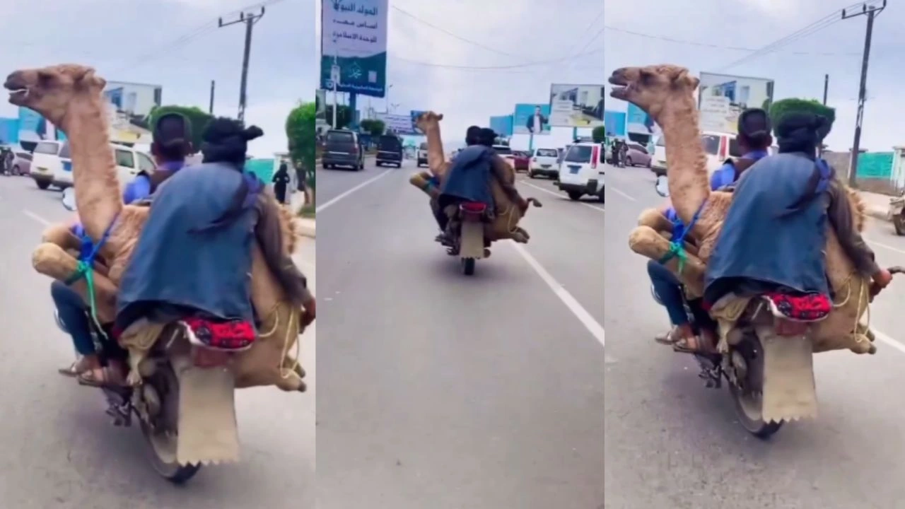 बाइक पर ऊंट को बैठाकर ट्रिपल राइडिंग करते दिखे लड़के, वायरल वीडियो देख नहीं करे पाएंगे आप यकीन