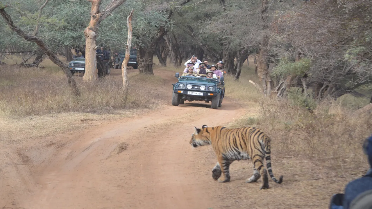 Ranthambore News: जंगल सफारी का लुत्फ उठाने परिवार संग रणथंभौर पहुंचे राज्यपाल, सर्किट हाउस में किया भोजन