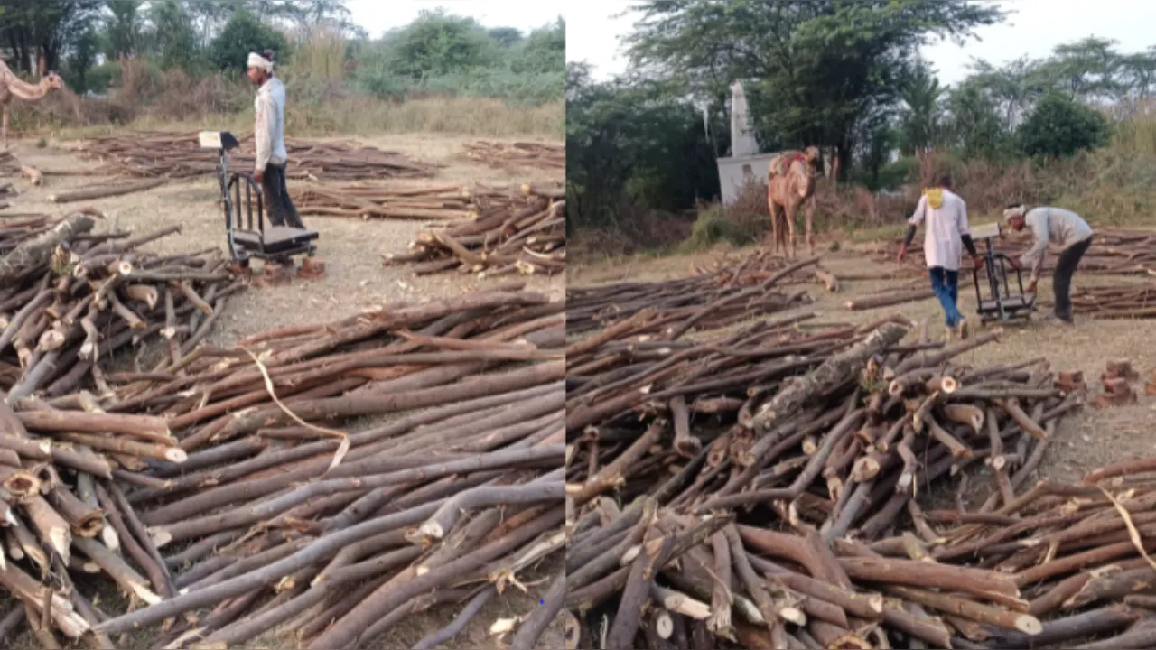 MP Forest Department: भिंड में वन विभाग की लापरवाही से वन संपत्ति की अवैध कटाई, लकड़ी माफियाओं के साथ मिलीभगत