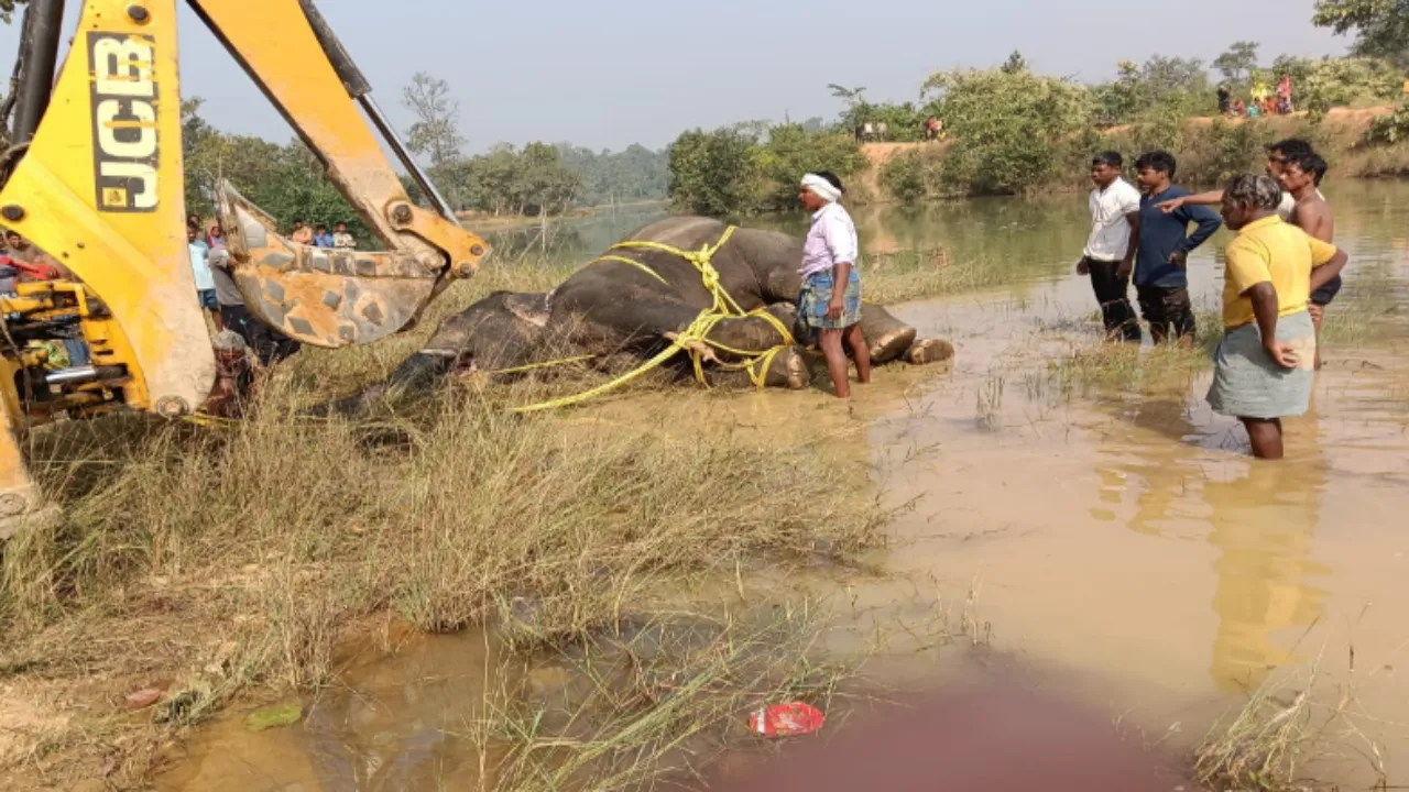 हाइटेंशन लाइन की चपेट में आने से दंतैल हाथी की मौत, वन विभाग में हड़कंप