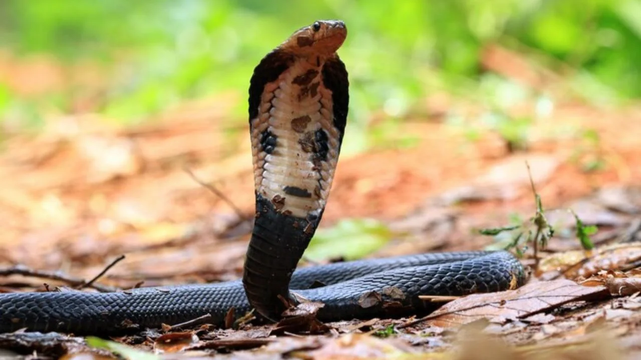 Most Poisonous Snake: ​इस जगह में पाया जाता है दुनिया का सबसे जहरीला सांप, नाम सुनकर कांप जाएंगे आप