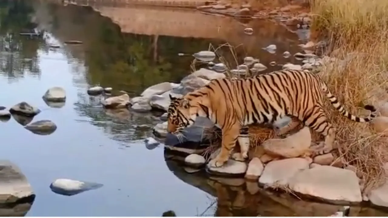 Ranthambore Tourism News: शावकों की अठखेलियां देख सैलानी हुए रोमांचित, पर्यटकों का उमड़ा सैलाब, टाईगर सफारी का उठा रहे हैं लुत्फ