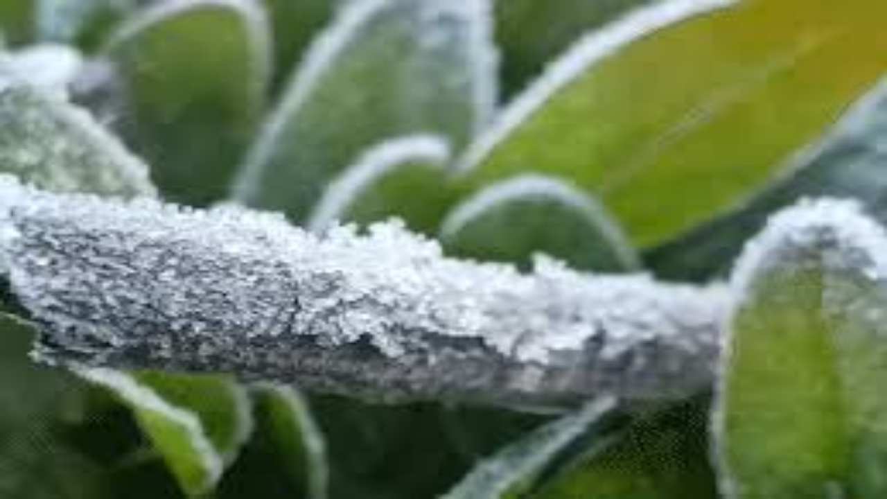 CG Weather Update: ओस की बूंदे जमी, शीतलहर का कहर जारी, जाने क्या रहेगा मौसम का हाल