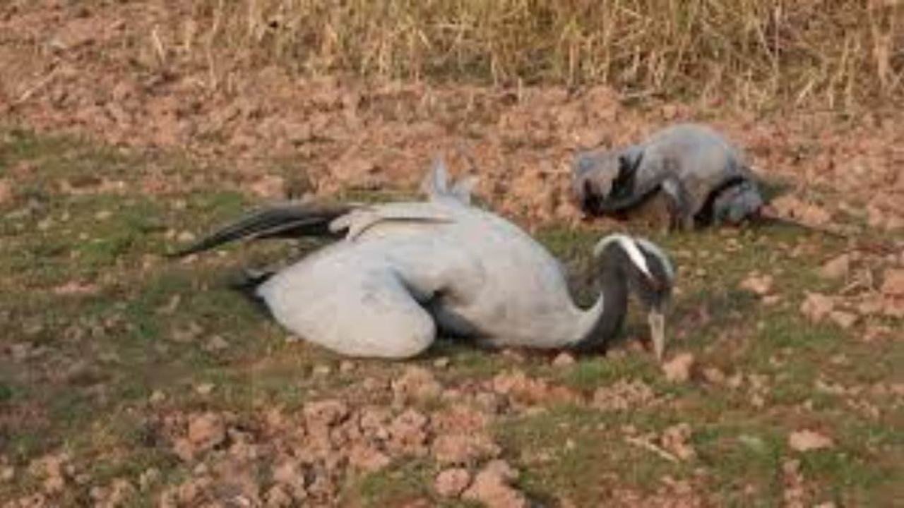 कुरजां पक्षियों की बर्ड फ्लू ने ली जान, संक्रमण की रोकथाम के लिए प्रशासन अलर्ट