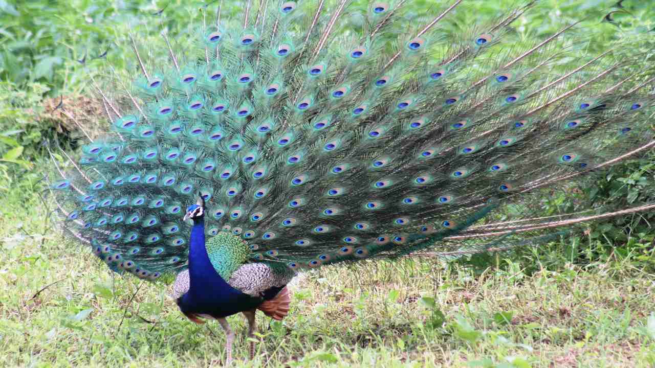 राष्ट्रीय पक्षी मोर का शिकार, ग्रामीणों ने रोका तो चाकू मारा