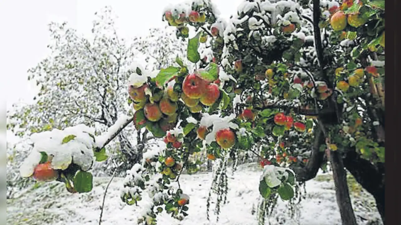 Himachal Weather Report: भारी स्नोफॉल से सेब की फसलों पर बढ़ा खतरा! बदलते मौसम ने बढ़ाई बागबानों की चिंता