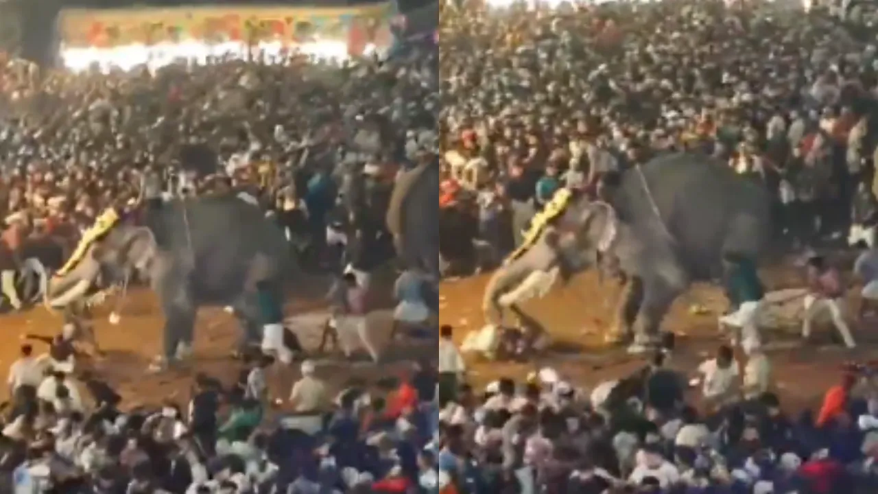 मंदिर से सामने अचानक भड़क गया हाथी, गुस्से में सूंड़ पर उठा लिया इंसान, Video देखकर हलक में अटक जाएगी जान