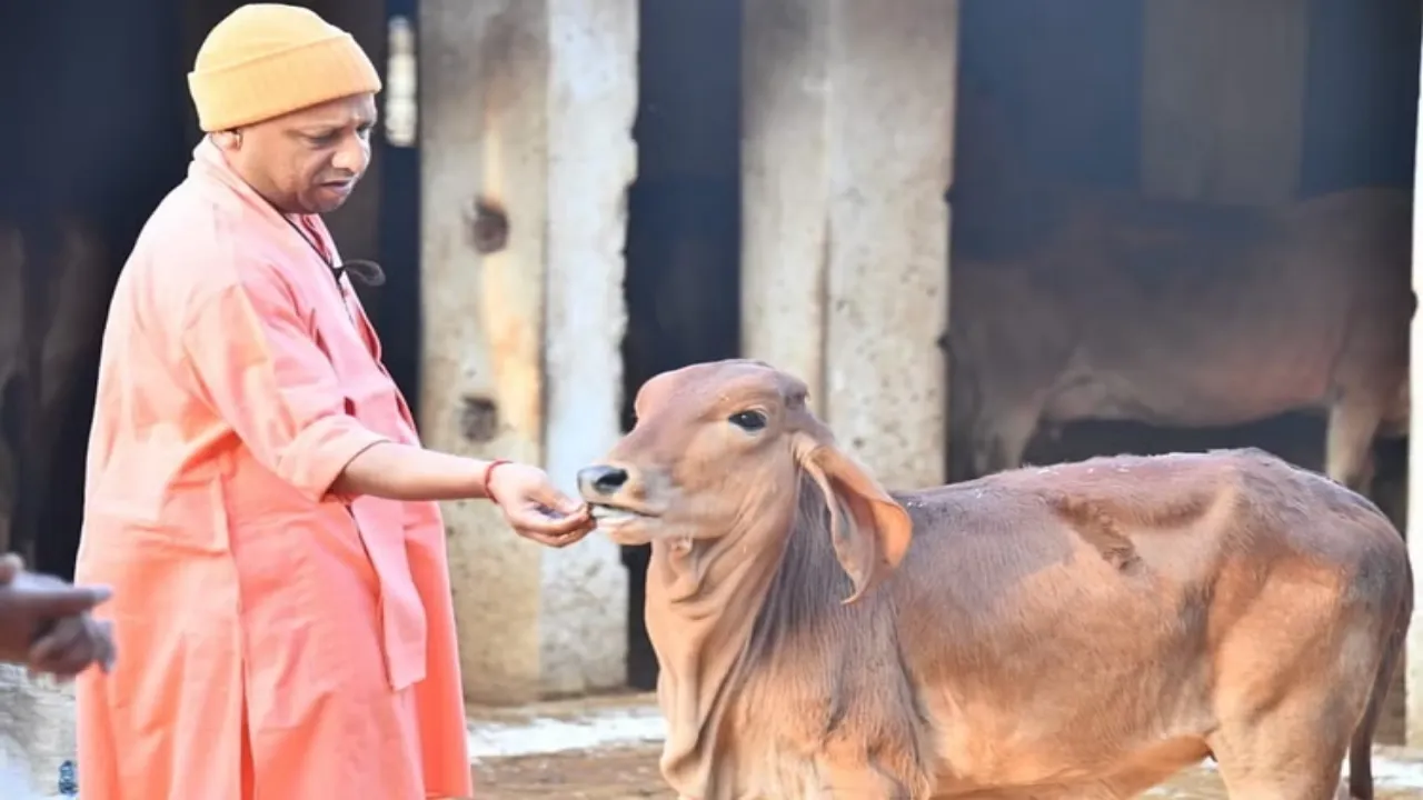 ठंड से किसी गोवंश की मृत्यु न हो, योगी सरकार ने किए विशेष इंतजाम