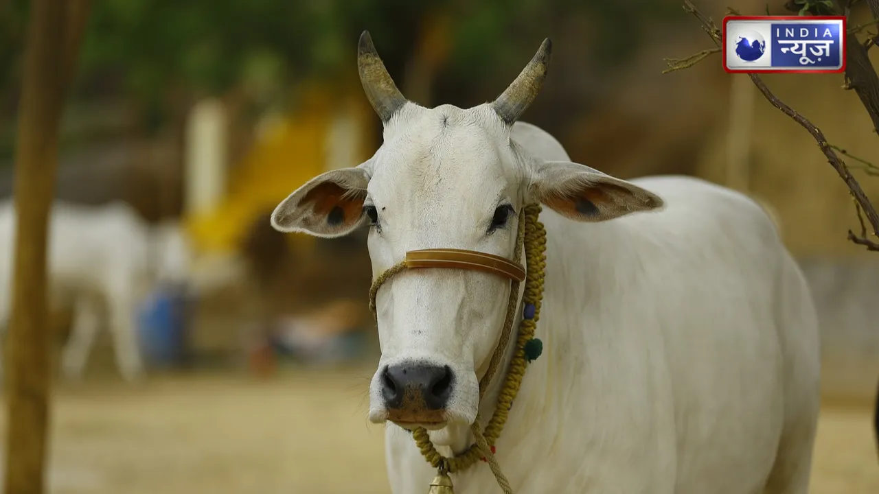 फाड़ डाला गर्भवती गाय का शरीर, पेट से बच्चा निकाल कर किया घिनौना काम, भारत के इस राज्य में हुआ कलियुग का भयानक पाप