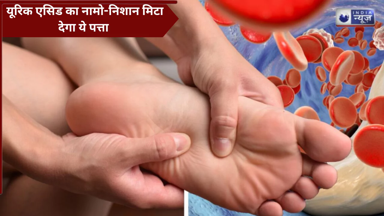 खून से Uric Acid का नामो-निशान मिटा देगा ये 10 रुपये में मिलने वाला सस्ता सा पत्ता, जान लें सेवन का सही तरीका और समय!