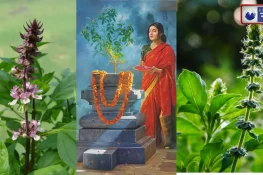 रामा या श्यामा घर में तुलसी के किस पौधे को लगाना माना जाता है बेहद शुभ?